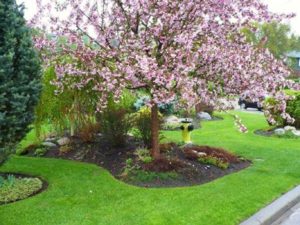 Flowering Tree Landscape Design Flower Gardens by European Garden Design Calgary